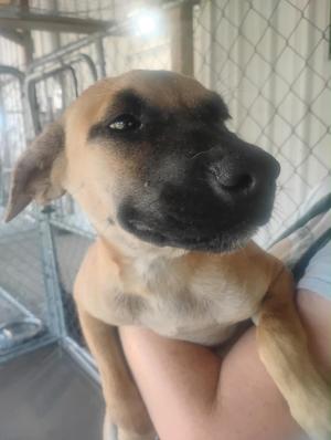 Ellie Mae, Mixed Breed, puppy, available for adoption