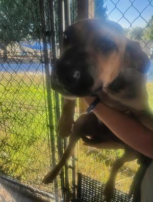 Elroy, Mixed Breed, puppy, available for adoption