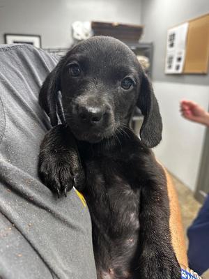 Cincinnati, Labrador Retriever, puppy, available for adoption
