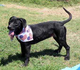 Harley, Mixed Breed, puppy, available for adoption