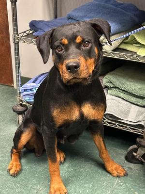 Amelda, Mixed Breed, young, available for adoption
