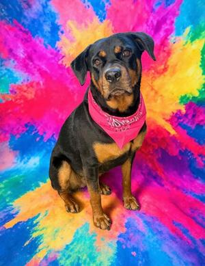 Amelda, Mixed Breed, young, available for adoption