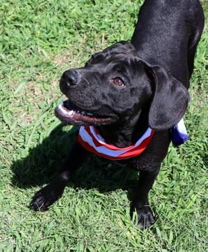 Hank, Mixed Breed, puppy, available for adoption