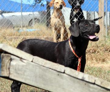 Hank, Mixed Breed, puppy, available for adoption