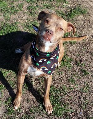 Chrissy, Mixed Breed, young, available for adoption
