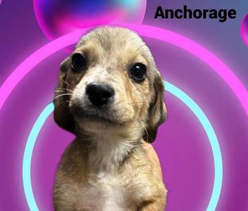Anchorage, Labrador Retriever, puppy, available for adoption