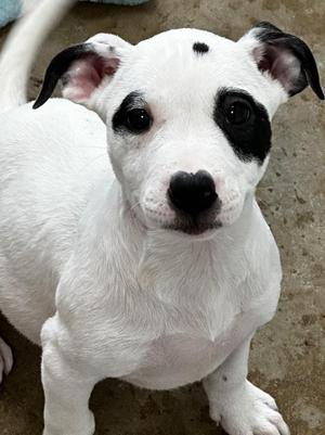 Cheesecake, Mixed Breed, puppy, available for adoption