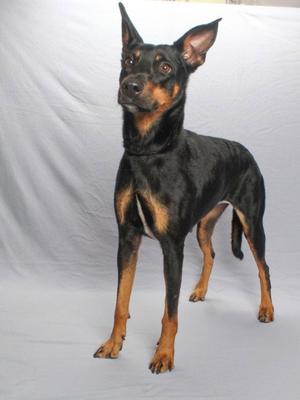 *MACY MAE, German Shepherd Dog / Doberman Pinscher, adult, available for adoption