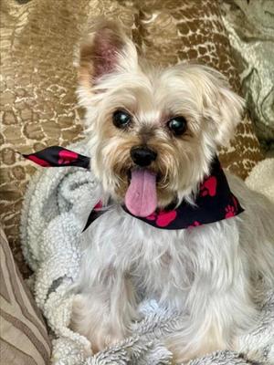 *PIERRE, Yorkshire Terrier Yorkie, senior, available for adoption