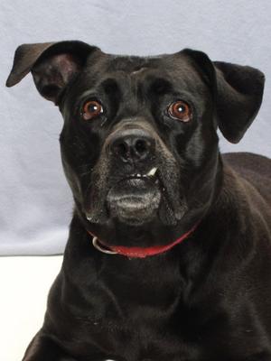 BEA, Labrador Retriever, adult, available for adoption
