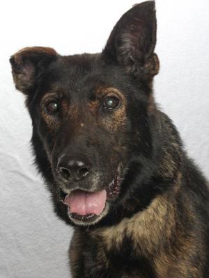 *LUCILLE, Belgian Shepherd Malinois, senior, available for adoption