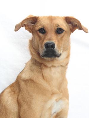 BARBIE, Labrador Retriever, young, available for adoption