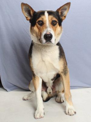 *WALLY, German Shepherd Dog / Collie, adult, available for adoption