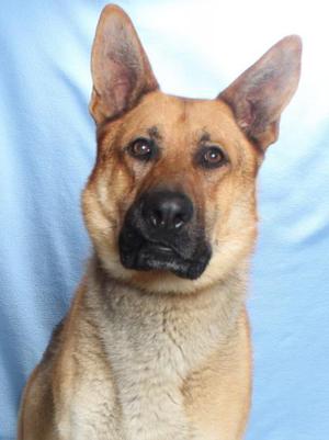 *ZANE, German Shepherd Dog, adult, available for adoption
