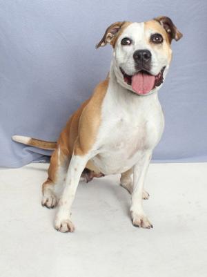 DAISY, Pit Bull Terrier, adult, available for adoption