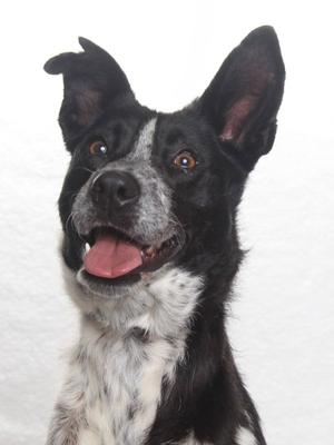 *PENNY, Australian Cattle Dog/Blue Heeler, adult, available for adoption