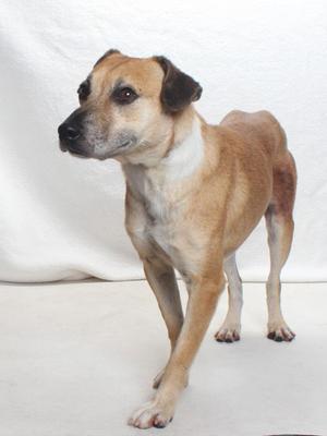 *SHELDON, Labrador Retriever / Beagle, adult, available for adoption