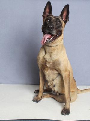 DIOR, Belgian Shepherd Malinois, adult, available for adoption