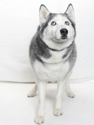 A husky dog with blue eyes stands against a white background.