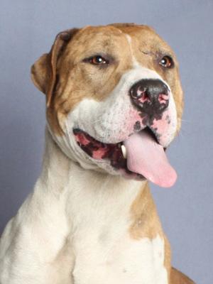 *ANDRE, Pit Bull Terrier / Catahoula Leopard Dog, adult, available for adoption