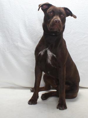 *ANGELO, Labrador Retriever, young, available for adoption