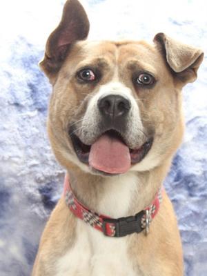 a brown and white dog with a red collar, looking up with its tongue out