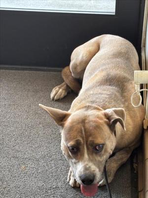 *BABY BOY, Pit Bull Terrier / Labrador Retriever, adult, available for adoption