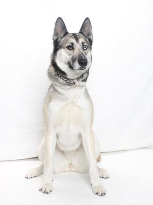 A medium-sized dog with gray, black, and white fur sits in front of a white backdrop. The dog has erect ears and heterochromia, with one eye being brown and the other blue. It wears a metallic chain collar.