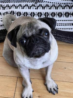 *JESS, Pug, adult, available for adoption