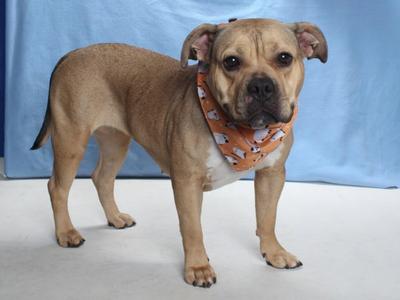 *GEORGIA, American Staffordshire Terrier, adult, available for adoption