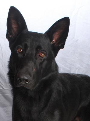 *TONY FANG, German Shepherd Dog, adult, available for adoption