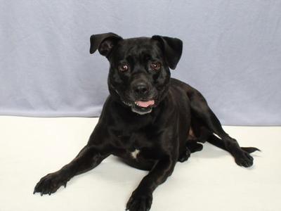 *MCGREGOR, Labrador Retriever / Pit Bull Terrier, adult, available for adoption