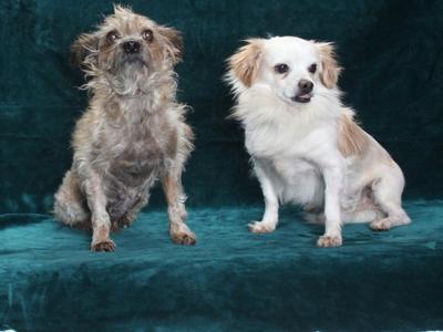 FANGS, Chihuahua, senior, available for adoption