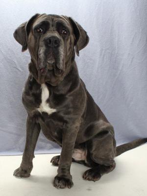 *LUNA DALE, Neapolitan Mastiff, adult, available for adoption