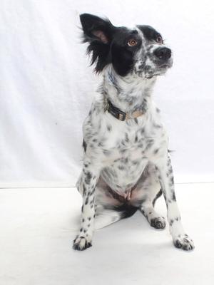 *HARRIETT, Australian Cattle Dog/Blue Heeler, adult, available for adoption