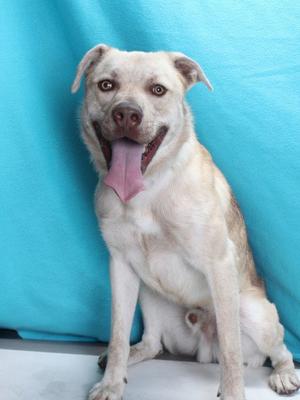*ROO, Pit Bull Terrier / Husky, adult, available for adoption