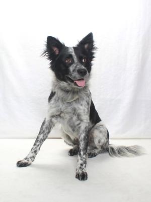 *OZZIE, Australian Cattle Dog/Blue Heeler, adult, available for adoption