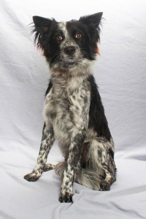 A black and white spotted dog with long ears sitting on a white surface.