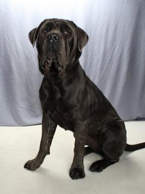 *STELLA BRENNAN, Neapolitan Mastiff, adult, available for adoption