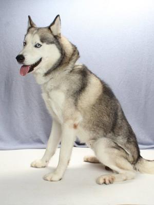 A Siberian Husky dog sitting on a white surface with a light blue background. The dog has a gray and white coat, blue eyes, and its tongue is out.