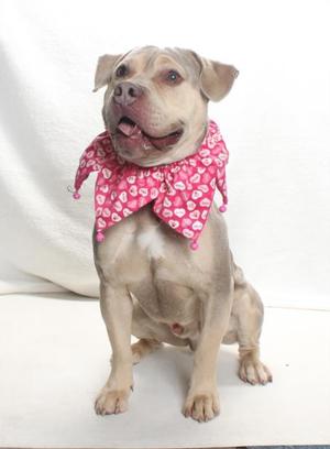FACE, Pit Bull Terrier, adult, available for adoption