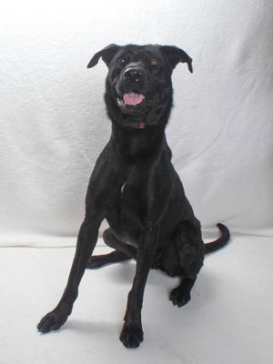 *PETUNIA, Labrador Retriever, adult, available for adoption