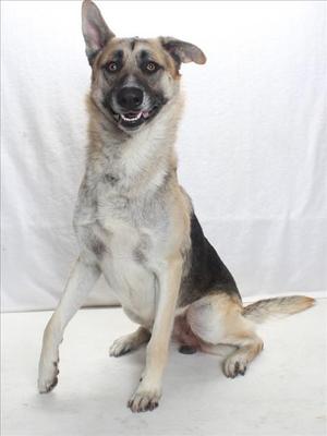 *SKIP, German Shepherd Dog, adult, available for adoption