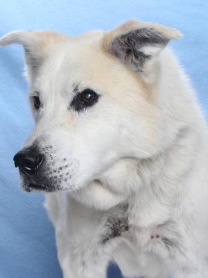 *BRUCE, Husky, senior, available for adoption