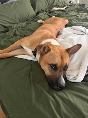*BECK, Pit Bull Terrier / Jindo (Korean), adult, available for adoption