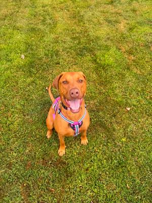 A happy brown dog wearing a harness, sitting on a grassy field.