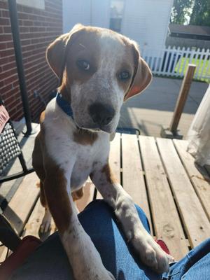 Loki, Mixed Breed, puppy, available for adoption