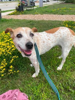 Pickles, Mixed Breed, senior, available for adoption
