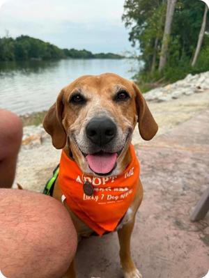 Granny Gatewood, Mixed Breed, senior, available for adoption