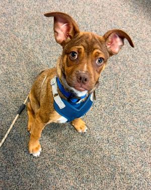 Herman, Mixed Breed, puppy, available for adoption